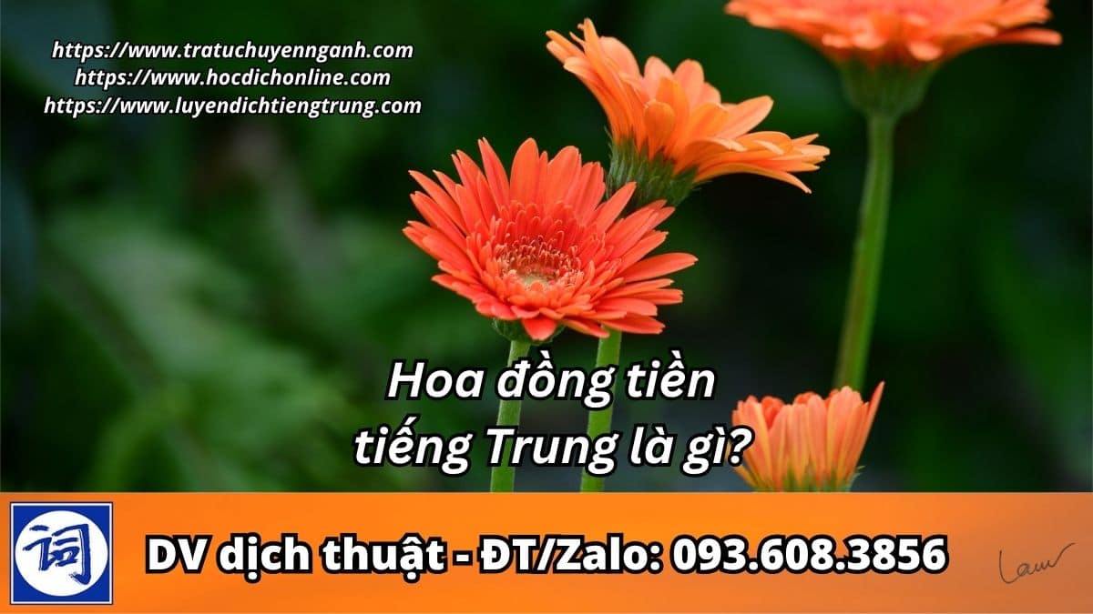 Hoa đồng tiền tiếng Trung là gì? 1 Hoa đồng tiền tiếng Trung là gì?