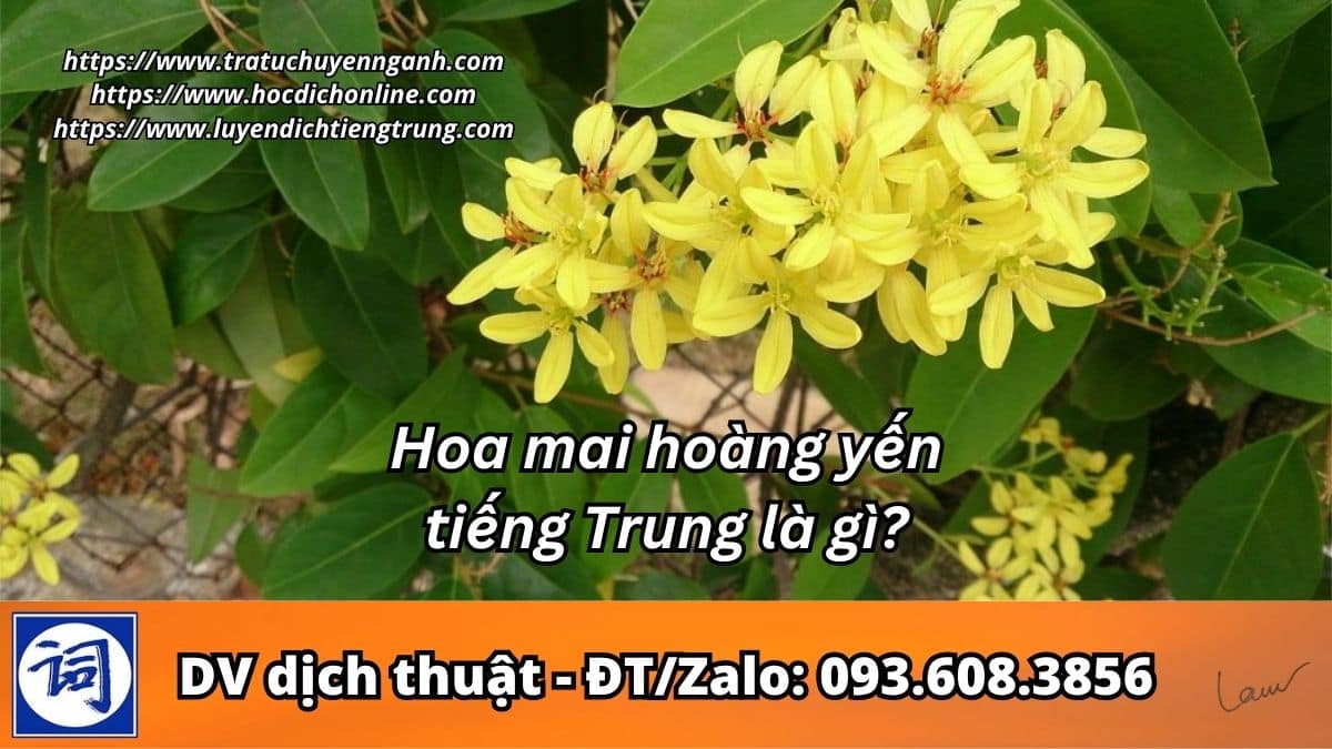 Hoa mai hoàng yến tiếng Trung là gì? 2 Hoa mai hoàng yến tiếng Trung là gì?