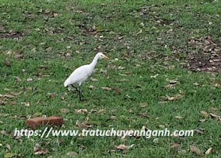 Con cò tiếng Trung là gì? 1 Con cò tiếng Trung là gì?