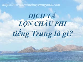 Dịch tả lợn châu Phi tiếng Trung là gì? 5 Dịch tả lợn châu Phi tiếng Trung là gì?