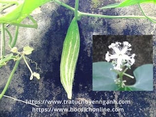 Quả lặc lày tiếng Trung là gì? 7 Quả lặc lày tiếng Trung là gì?