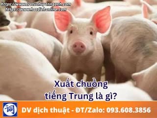 Xuất chuồng tiếng Trung là gì? 1 Xuất chuồng tiếng Trung là gì?