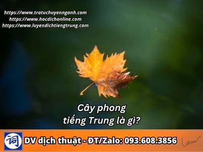 Cây phong tiếng Trung là gì? 1 Cây phong tiếng Trung là gì?