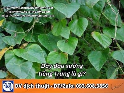 Dây đau xương tiếng Trung là gì? 1 Dây đau xương tiếng Trung là gì?