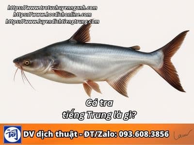 Cá tra tiếng Trung là gì? 1 Cá tra tiếng Trung là gì?