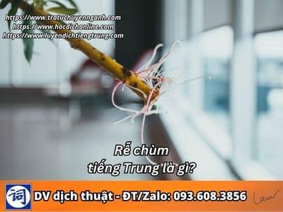 Rễ chùm tiếng Trung là gì? 1 Rễ chùm tiếng Trung là gì?