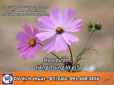 Hoa bướm tiếng Trung là gì? 7 Hoa bướm tiếng Trung là gì?