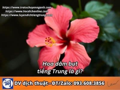 Hoa dâm bụt (hoa râm bụt) tiếng Trung là gì? 13 Hoa dâm bụt (hoa râm bụt) tiếng Trung là gì?