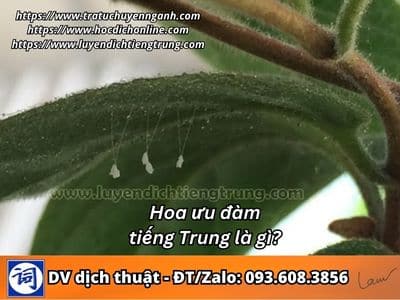 Hoa ưu đàm tiếng Trung là gì? 1 Hoa ưu đàm tiếng Trung là gì?
