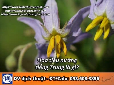 Hoa tiêu nương tiếng Trung là gì? 5 Hoa tiêu nương tiếng Trung là gì?