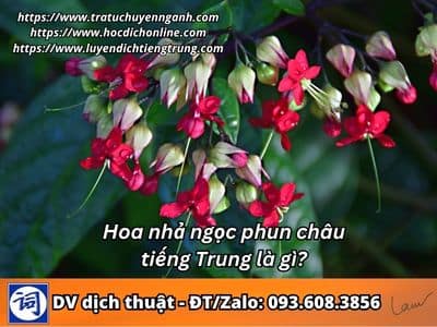 Hoa nhả ngọc phun châu tiếng Trung là gì? 9 Hoa nhả ngọc phun châu tiếng Trung là gì?