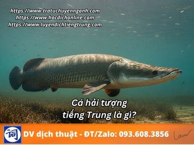 Cá hải tượng tiếng Trung là gì? 1 Cá hải tượng tiếng Trung là gì?