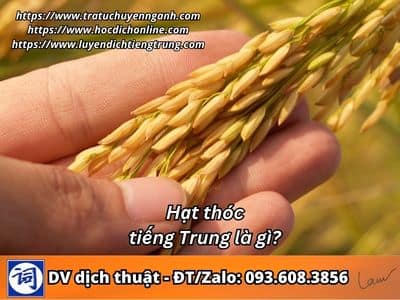 Hạt thóc tiếng Trung là gì? 1 Hạt thóc tiếng Trung là gì?