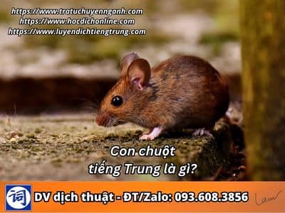 Con chuột tiếng Trung là gì? 1 Con chuột tiếng Trung là gì?