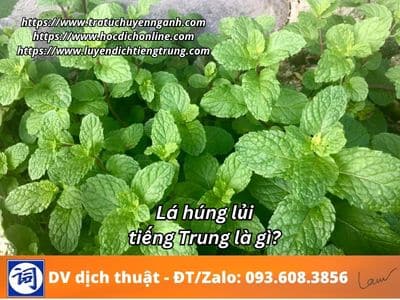Lá húng lủi tiếng Trung là gì? 12 Lá húng lủi tiếng Trung là gì?