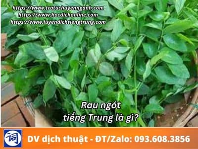 Rau ngót tiếng Trung là gì? 10 Rau ngót tiếng Trung là gì?
