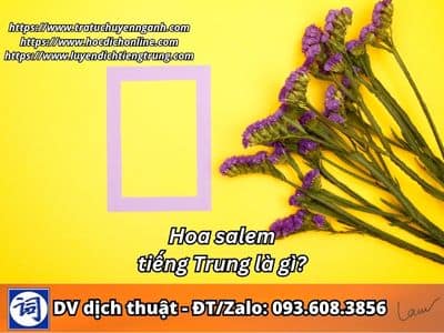 Hoa salem tiếng Trung là gì? 1 Hoa salem tiếng Trung là gì?