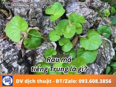 Rau má tiếng Trung là gì? 1 Rau má tiếng Trung là gì?