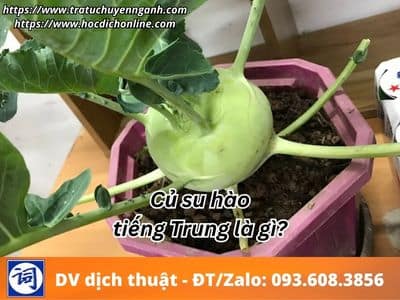 Củ su hào tiếng Trung là gì? 4 Củ su hào tiếng Trung là gì?