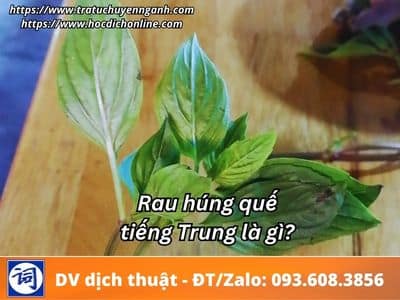 Rau húng quế tiếng Trung là gì? 3 Rau húng quế tiếng Trung là gì?