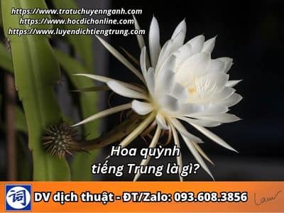 Hoa quỳnh tiếng Trung là gì? 17 Hoa quỳnh tiếng Trung là gì?