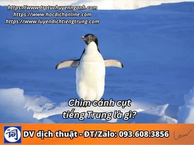 Chim cánh cụt tiếng Trung là gì? 1 Chim cánh cụt tiếng Trung là gì?