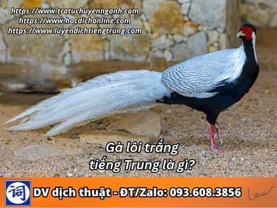 Gà lôi trắng tiếng Trung là gì? 1 Gà lôi trắng tiếng Trung là gì?